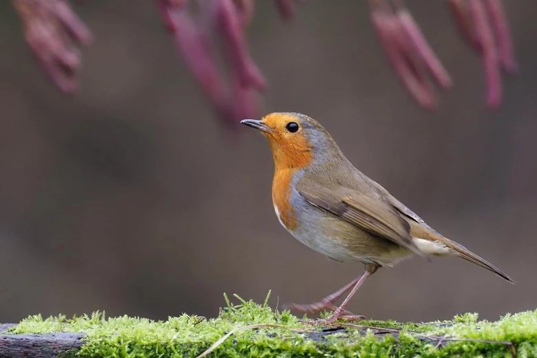 Evropský vrabec s oranžovým bříškem sedící na mechu.
