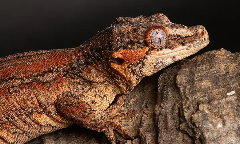 Geckon sedící na kůře s detailním pohledem na jeho oči.