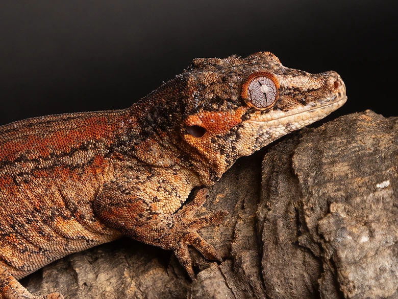 Geckon sedící na kůře s detailním pohledem na jeho oči.