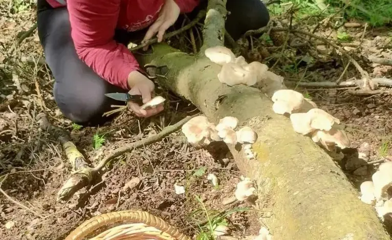 Žena sbírá houby rostoucí na kmeni v lese.