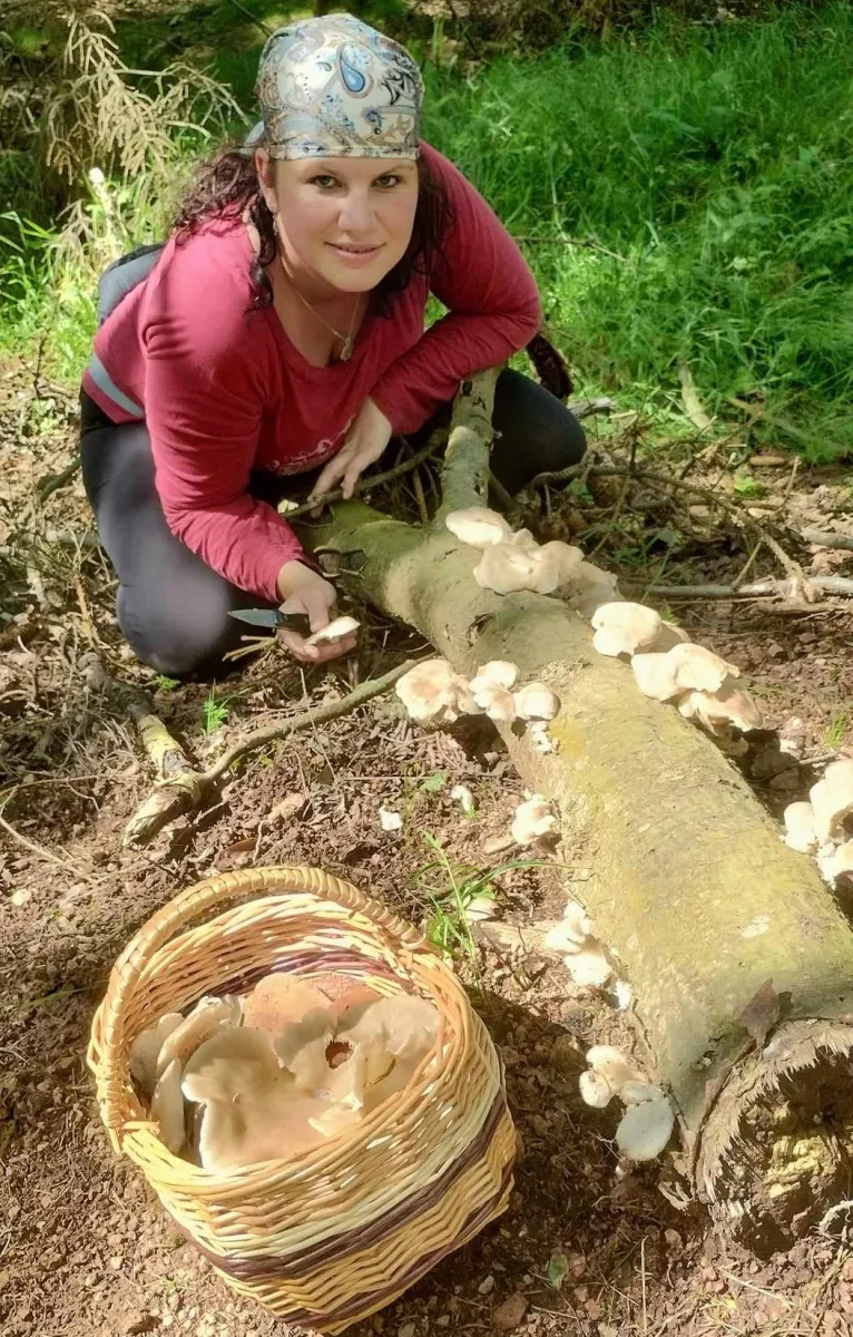 Žena sbírá houby rostoucí na kmeni v lese.