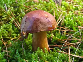 Hnědá houba rostoucí v mechu na lesní zemi.