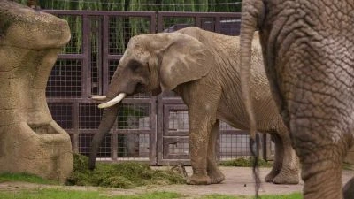 Slon jí trávu v zoo na pozadí plotu.