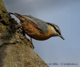 Malý pták s oranžovým bříškem sedící na kmeni stromu.