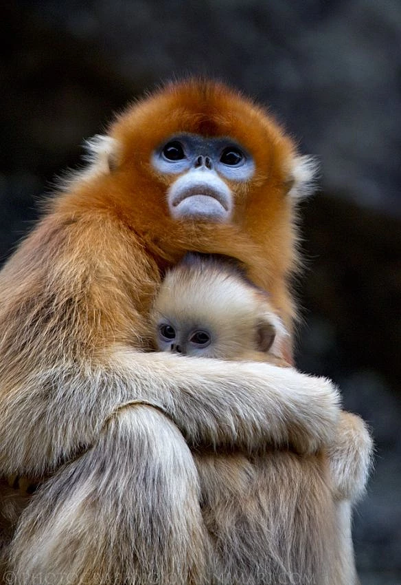 Zlatý langur s mláděm v náručí, detailní portrét primáta.
