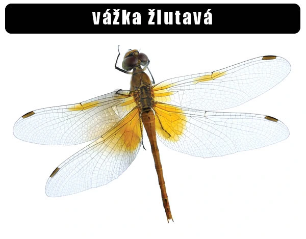 Žlutavá vážka s průsvitnými křídly na bílém pozadí.