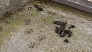 Stopy kuny: výkaly a stopa s drápy na zemi.