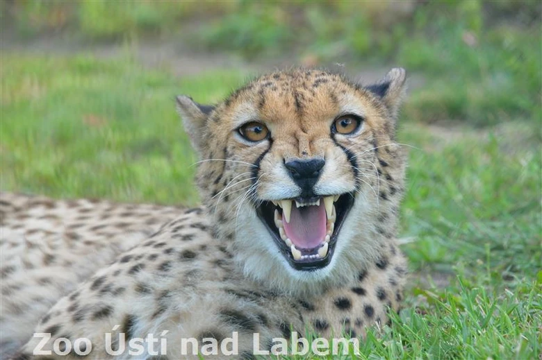 Gepard štíhlý se rozkládá na trávě s otevřenou tlamou.