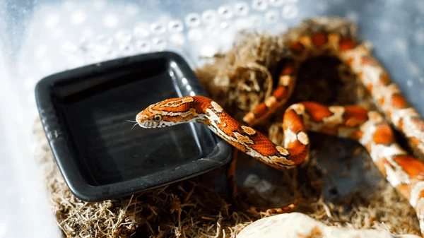 Corn snake in enclosure