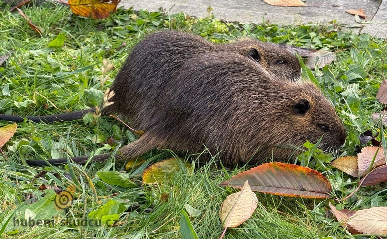 Dvě nutri říční se živí na trávě mezi listím.