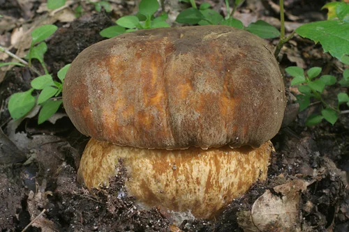 Velký hřib pravý rostoucí na lesní zemi mezi zelenými listy.