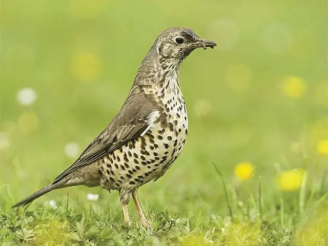 Spotted thrush bird