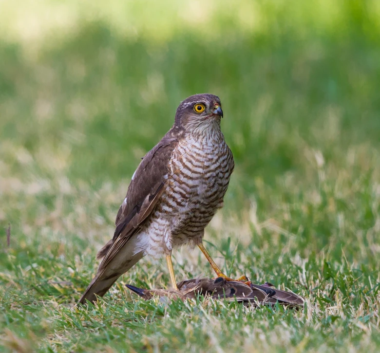 Hawk with prey on grass