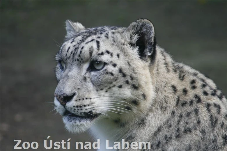 Hlava sněžné pantery s charakteristickým vzorem skvrn na srsti.