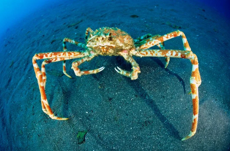 Velký japonský pavoučí krab na dně oceánu s dlouhými nohami.
