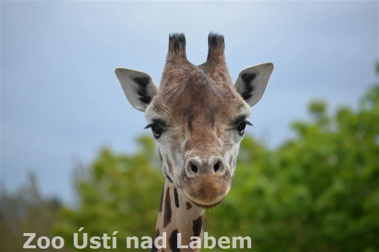 Portrét hlavy žirafy s rozostřeným pozadím zelených stromů.