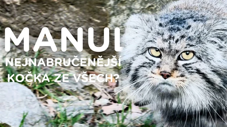 Portrétní záběr na tvář divoké kočky z Asie.