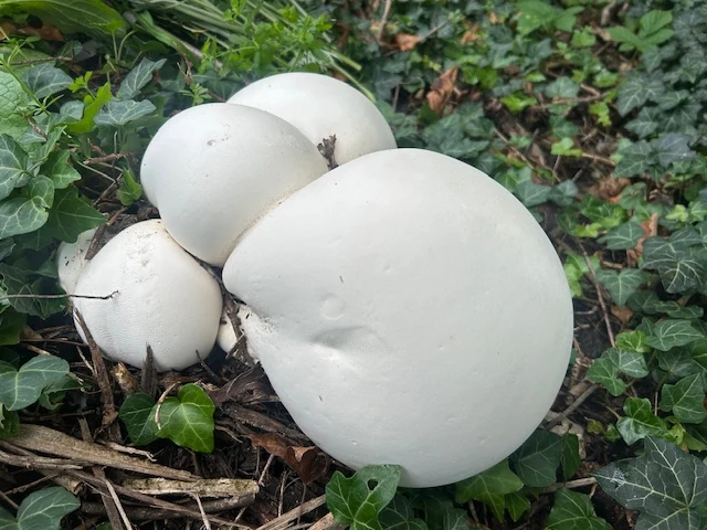 White puffball mushrooms cluster