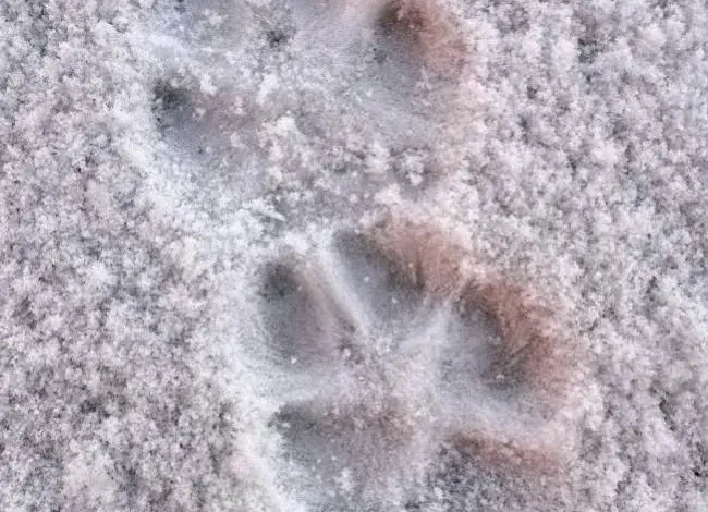 Stopa srny v sněhu s viditelnými prsty a šlachou.