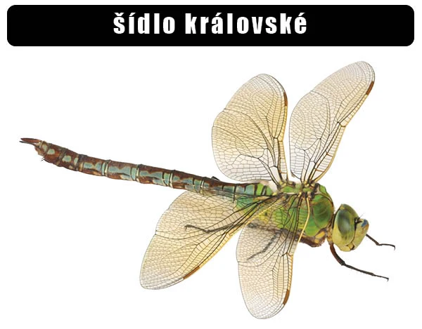 Detailní fotografie zeleného šídla na bílém pozadí.