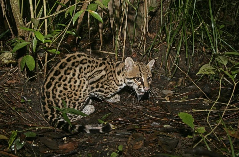 Ocelot v přírodě mezi rostlinami na tmavém pozadí.