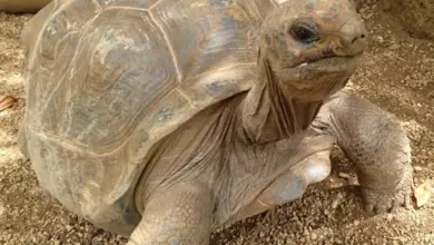 Velká africká sloní želva chodící po štěrku venku.