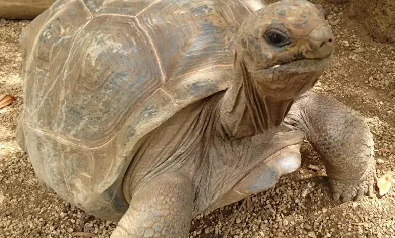 Velká africká sloní želva chodící po štěrku venku.