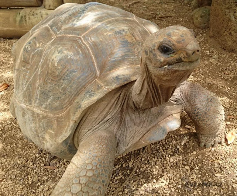 Velká africká sloní želva chodící po štěrku venku.