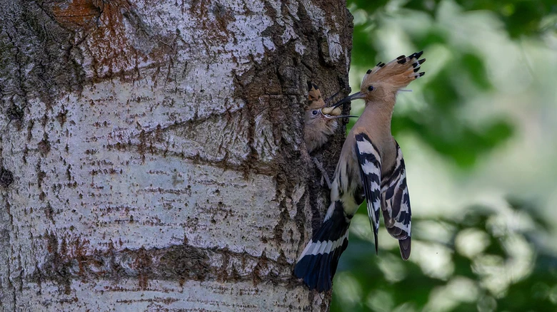 Female hoopoe feeding chick