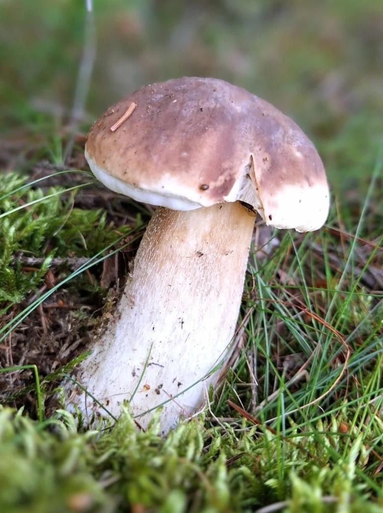 Houbička s hnědou čepicí rostoucí mezi mechem v přírodě.