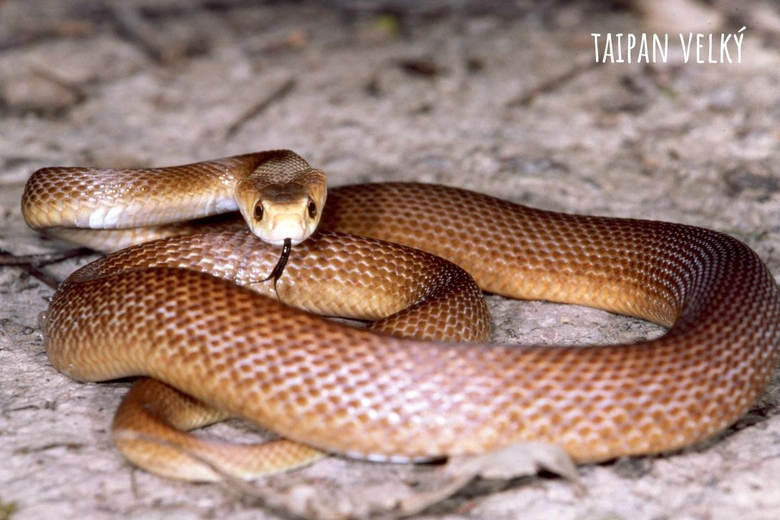 Velký taipán (Inland Taipan) zobrazený v přirozeném prostředí.