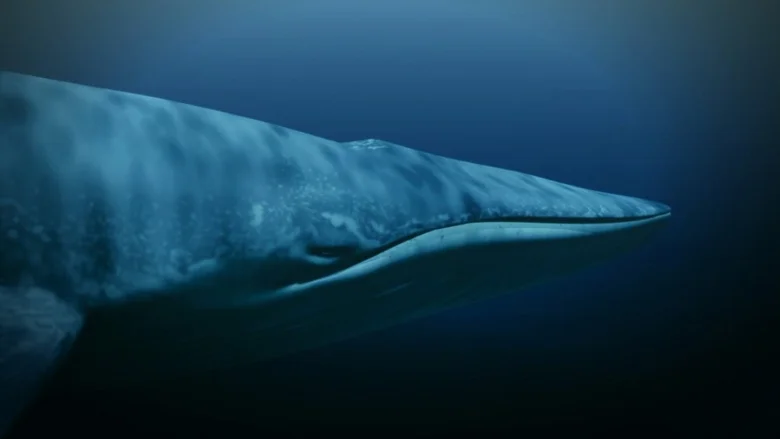 Modrý plejtvák obrovský plavoucí v hlubokém oceánu s viditelným profilem hlavy.