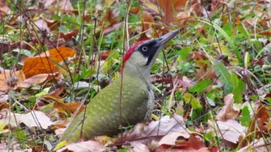 Green woodpecker on ground