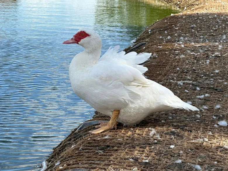 Bílá kachna pižmová stojí na břehu u vody.