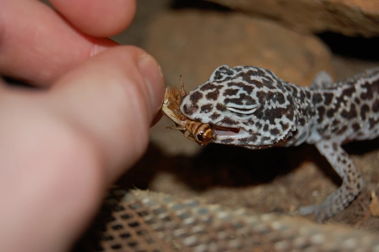 Geckončík noční se krmit hmyzem v rukou člověka