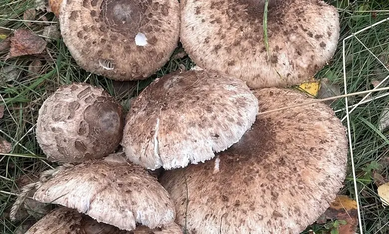 Skupina hnědých hub s skvrnami rostoucích na trávě.
