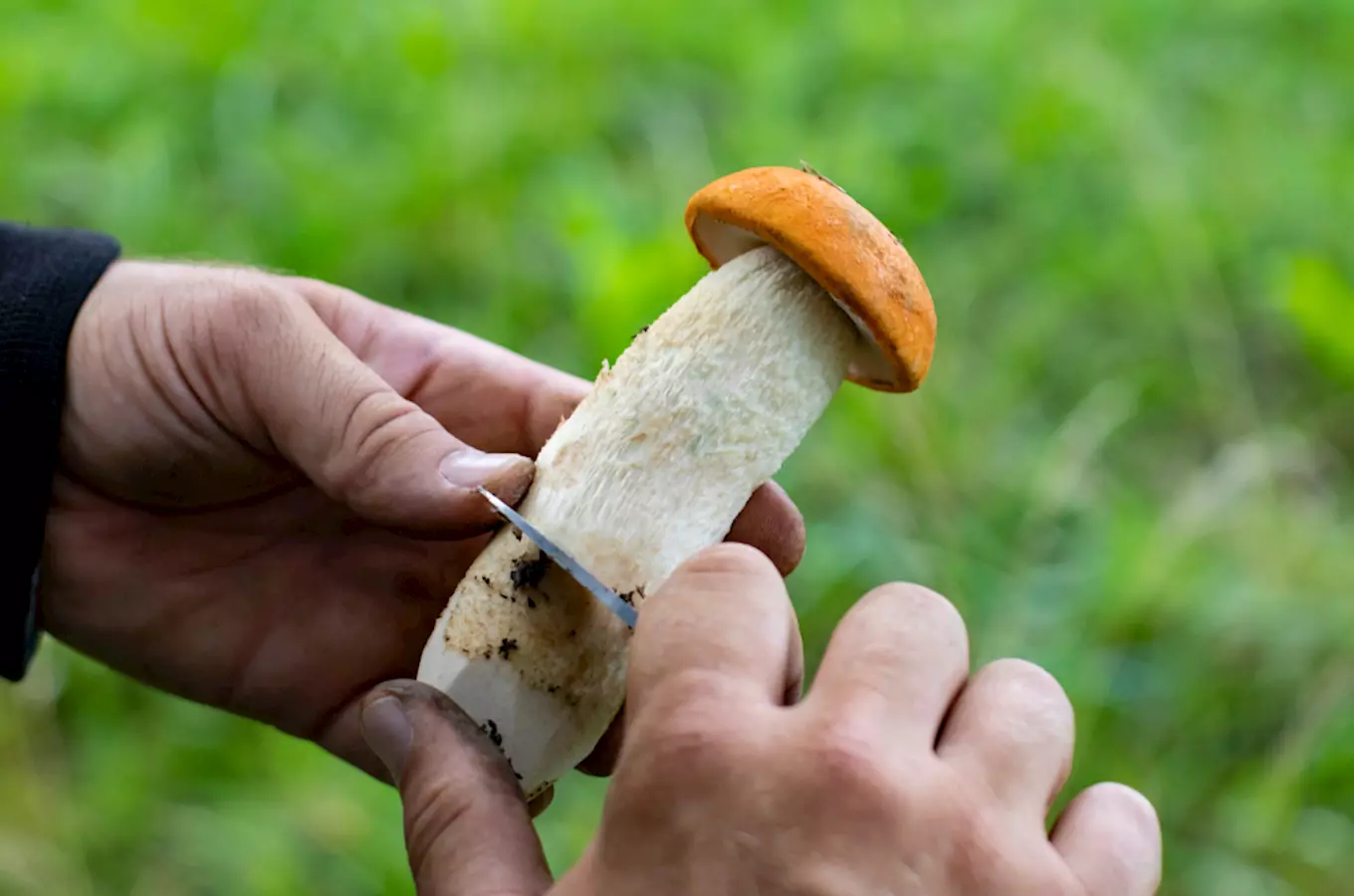 Člověk čistí nohu velké divoké houby v přírodě.