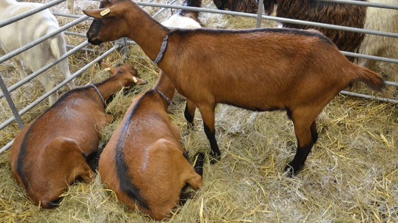Hnědé domáce kozy v ohradě s slámou na zemi.