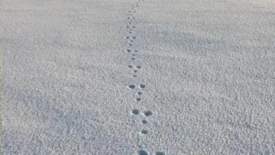 Stopa kuny lesní ve sněhu vedoucí k zasněženým stromům.
