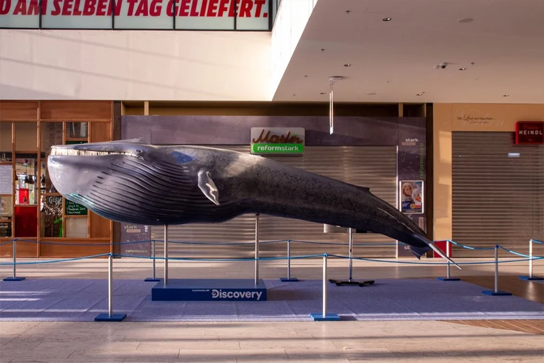 Model malého plejtváka vystavený v nákupním centru.