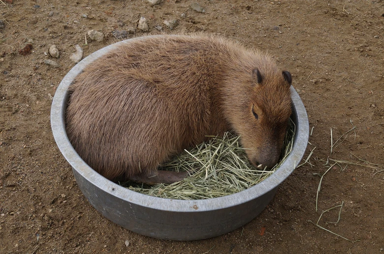 Kapybára se v krmné mísce s suchou trávou odpočívá.