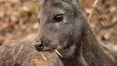 Portrétní záběr na divokého jeleněho s dlouhými zuby.