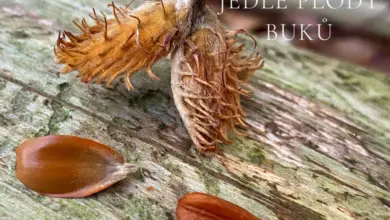 Beech fruit with nutlets