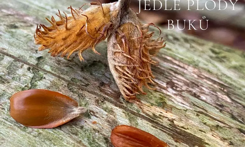 Beech fruit with nutlets