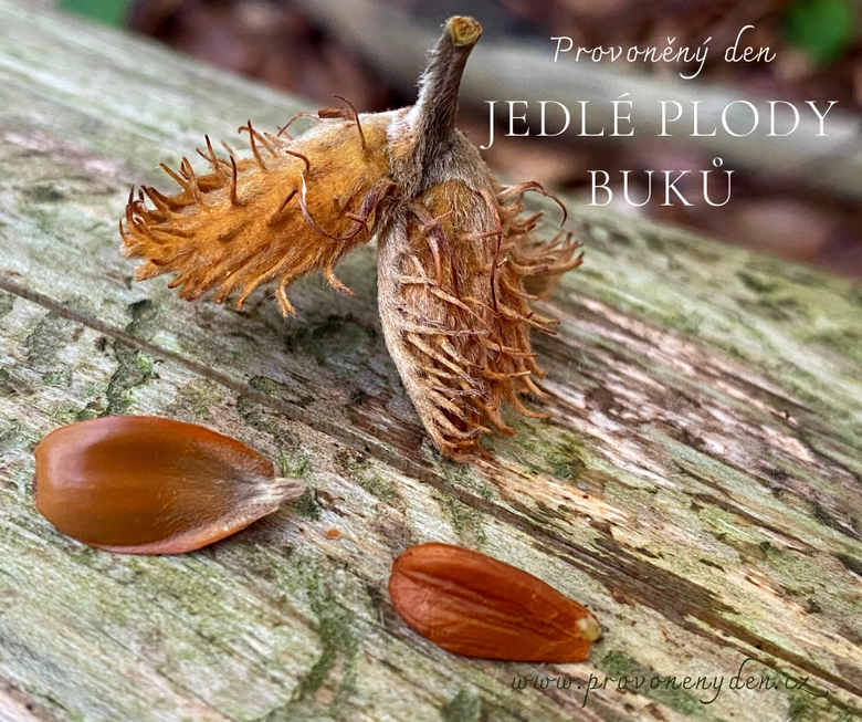 Beech fruit with nutlets