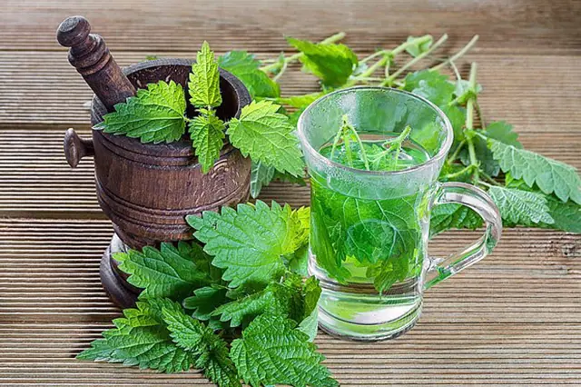 Nettle leaves and tea