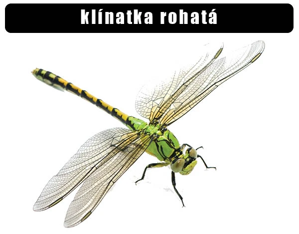 Zelená vážka s žlutými pruhy na bílém pozadí.