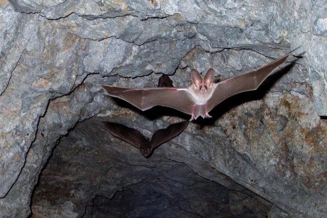 Velký kalon s roztaženými křídly visí v jeskyni.