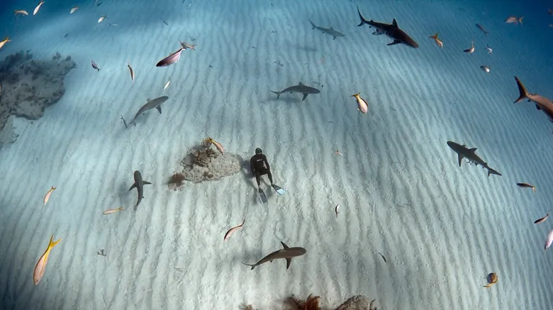 Potápěč mezi žraloky tygřími na dně oceánu