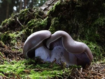 Fialová jedlá houba rostoucí mezi mechem v lese